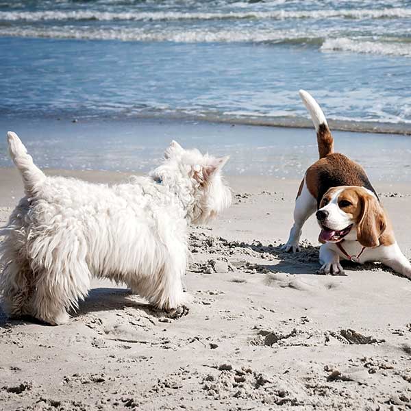 Dog Friendly Cottages Blakeney